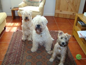 The Wheatens